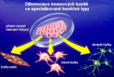 Diferenciace kmenových buněk ve specializované buněčné typy
